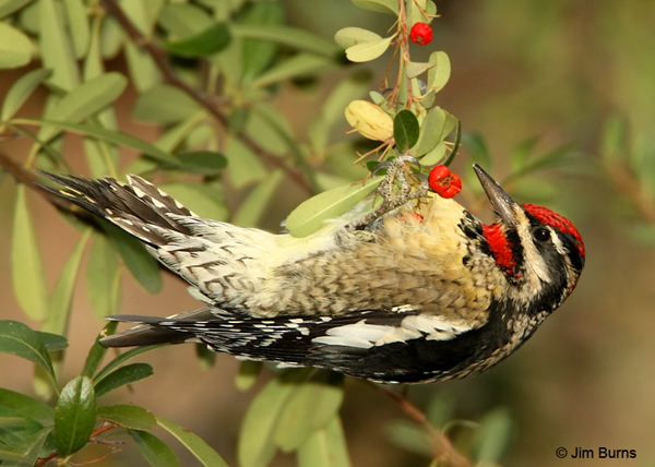 A Red-naped Sapsucker enjoys Pyracantha berries near the Herb Garden.