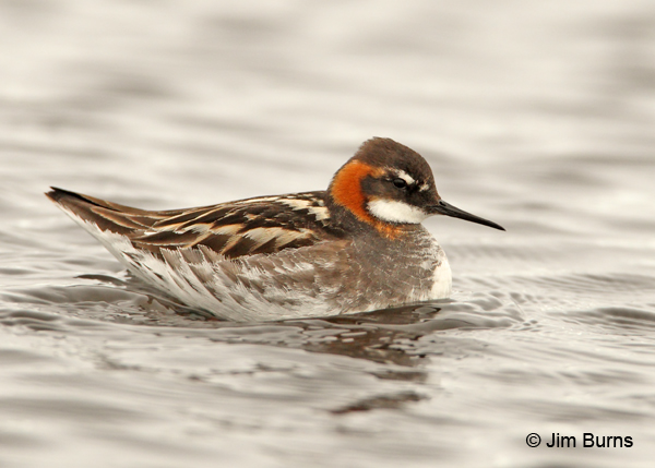 Red-necked Phalarope male in pond