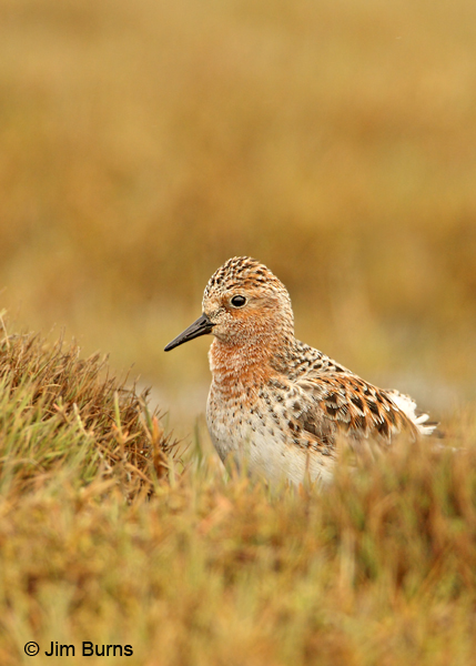 Red-necked Stint on tundra