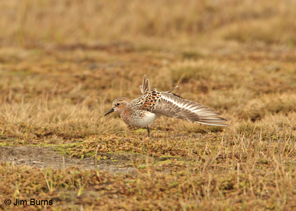 Red-necked Stint wingstretch