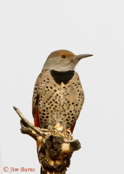 Red-shafted Flicker female perched--2248