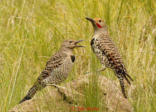 Red-shafted Flickers, juvenile (on left) with adult male--5494