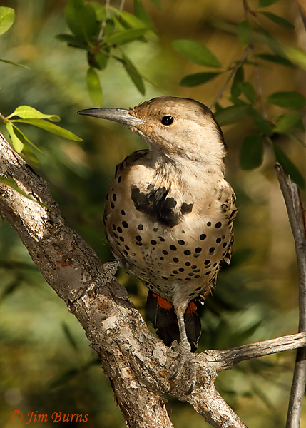 Red-shafted Flicker juvenile--6400