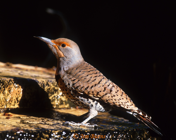 Red-shafted Flicker female at water