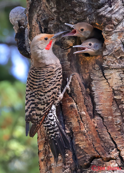 Red-shafted Flicker male feeding young--6930