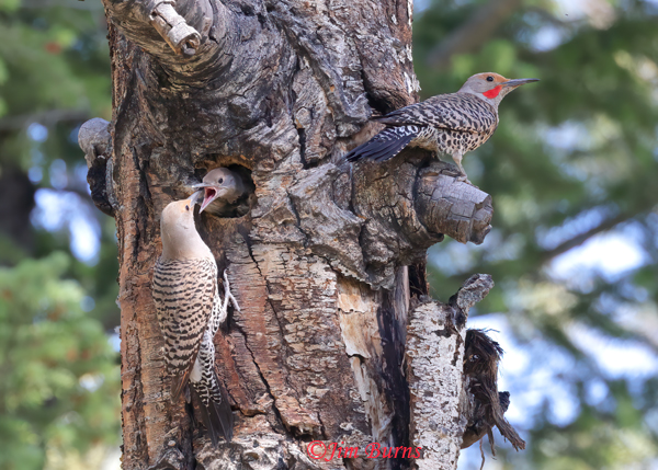 Red-shafted Flicker family at nest hole--7060