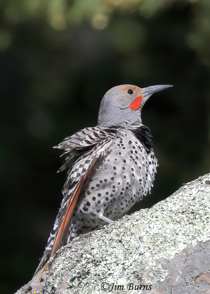 Red-shafted Flicker male portrait--7304