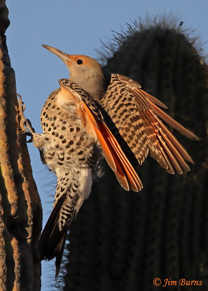 Red-shafted Flicker female on Giant Saguaro--8003