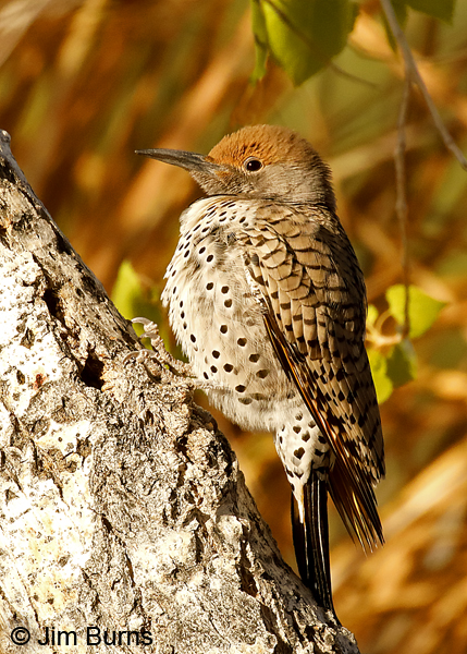 Red-shafted Flicker female on tree