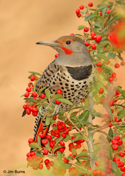 Northern Flickers, the red-shafted variety, are common in winter in the Herb Garden where the male's red moustache complements the Firethorn berries.