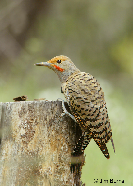 Red-shafted Flicker male working on stump