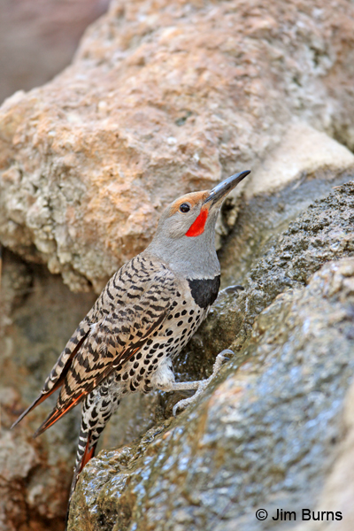 Red-shafted Flicker male