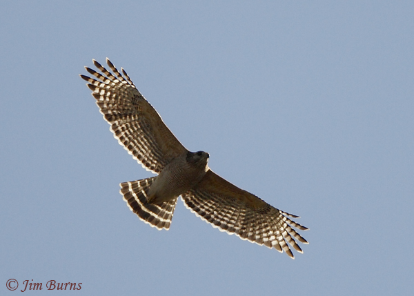 Red-shouldered Hawk in flight, ventral view--2250