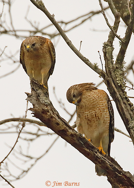 Red-shouldered Hawk pair, female on right--7862