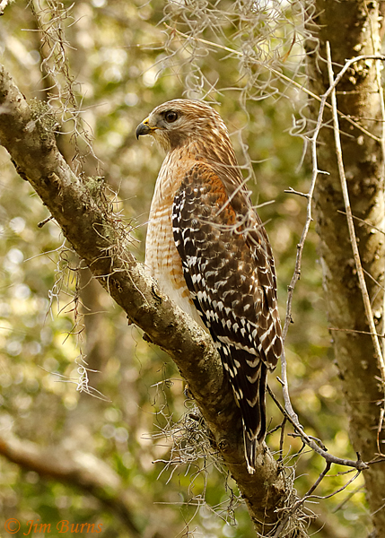 Red-shouldered Hawk (lineatus) in Spanish Moss--8120