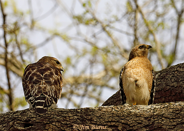 Red-shouldered Hawk pair, female on right--8127