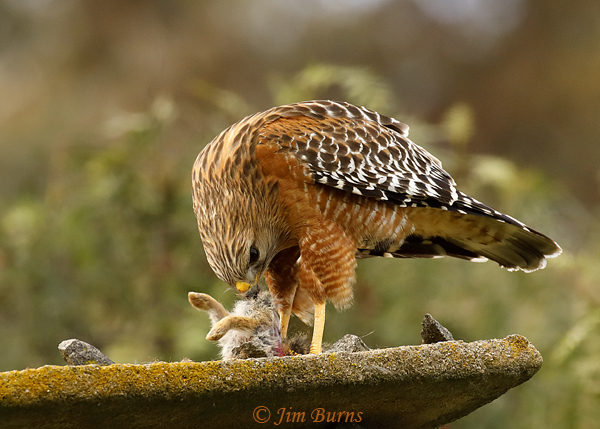 Red-shouldered Hawk plucking Desert Cottontail --9519