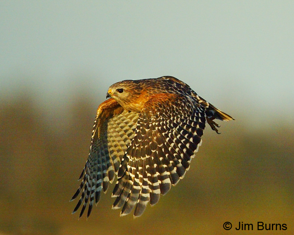Red-shouldered Hawk in flight dorsal wing