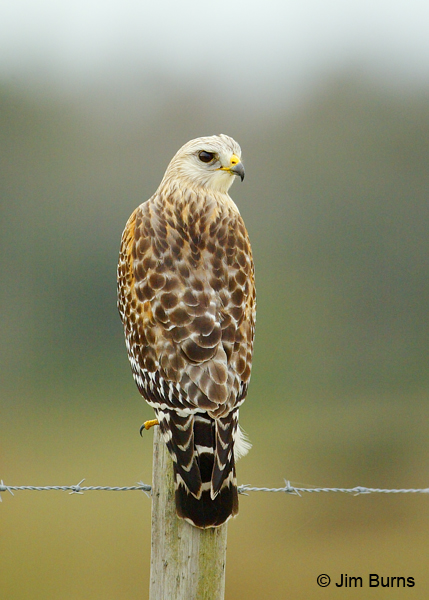 Red-shouldered Hawk on fencepost