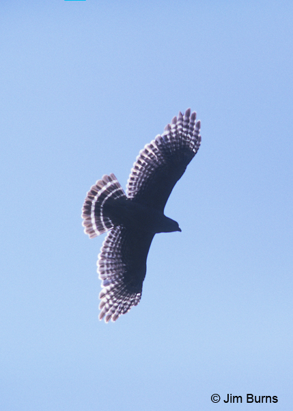 Red-shouldered Hawk overhead