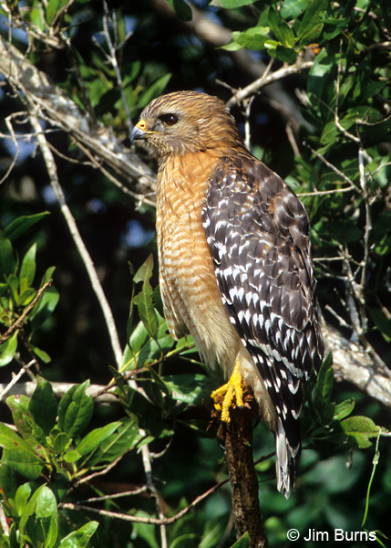 Red-shouldered Hawk perched