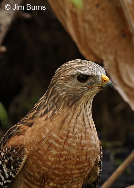 Red-shouldered Hawk ventral close-up