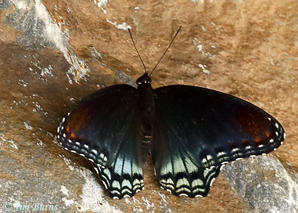 Red-spotted Purple, Oklahoma--5264