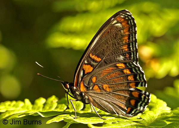 Red-spotted Purple underwing, Wisconsin