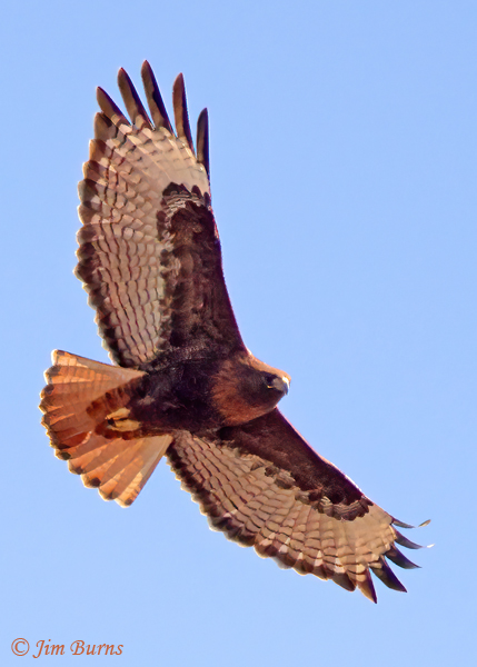 Red-tailed Hawk adult rufous morph overhead--6207