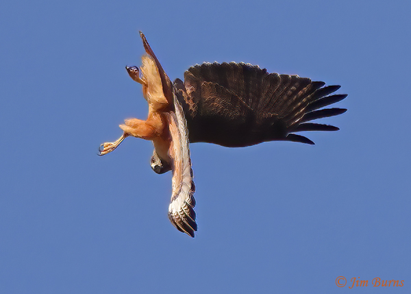 Red-tailed Hawk diving straight down as it plays in a thermal--6590