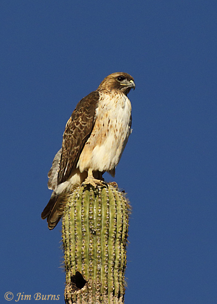 Red-tailed Hawk adult light morph western on Saguaro--6798