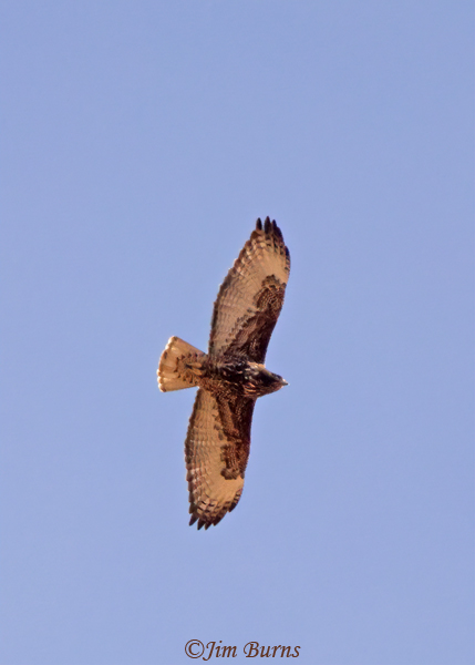 Harlan's dark morph Red-tailed Hawk juvenile in flight--8056