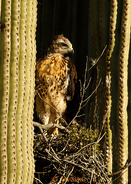 Red-tailed Hawk nestling, four weeks old--1209