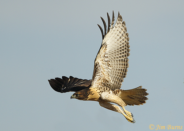 Red-tailed Hawk juvenile intermediate morph western--3011