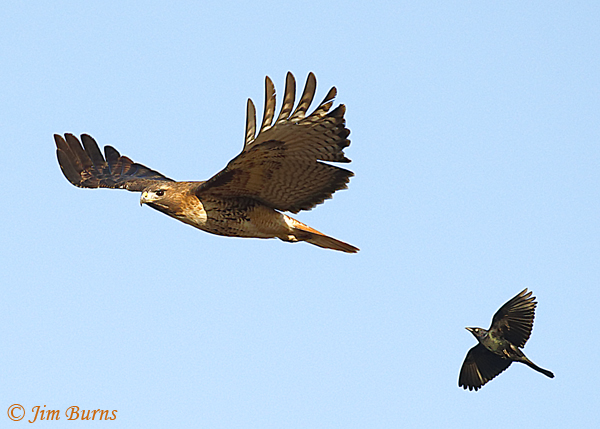 Red-tailed Hawk harassed by male Great-tailed Grackle--6386