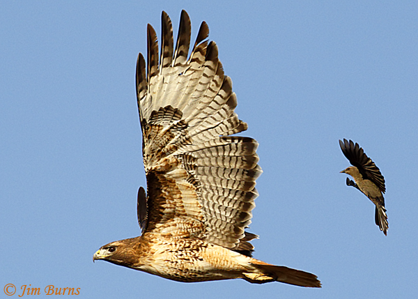 Red-tailed Hawk harassed by female Great-tailed Grackle--6410