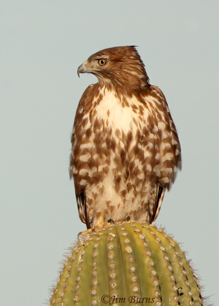 Red-tailed Hawk juvenile on Saguaro--7637