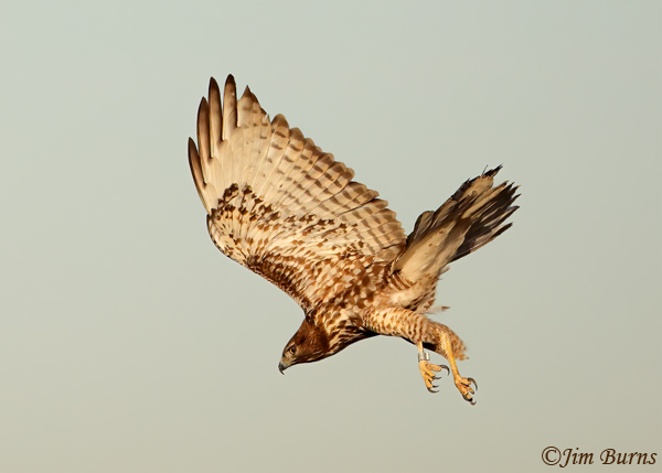 Red-tailed Hawk juvenile sunrise stoop--7649