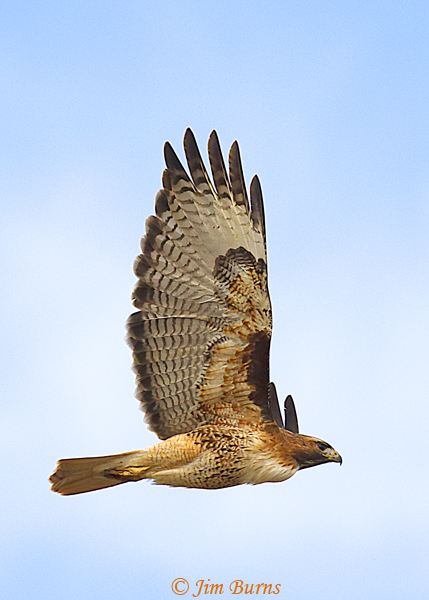 Red-tailed Hawk light morph western in flight, vertical crop--8261