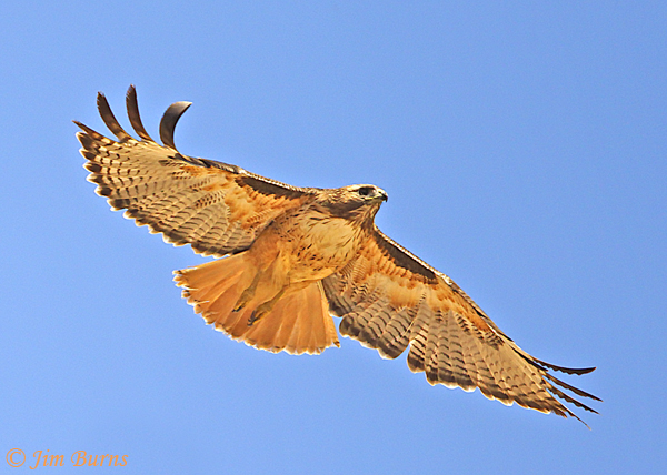 Red-tailed Hawk fingers in the sky #2--9413