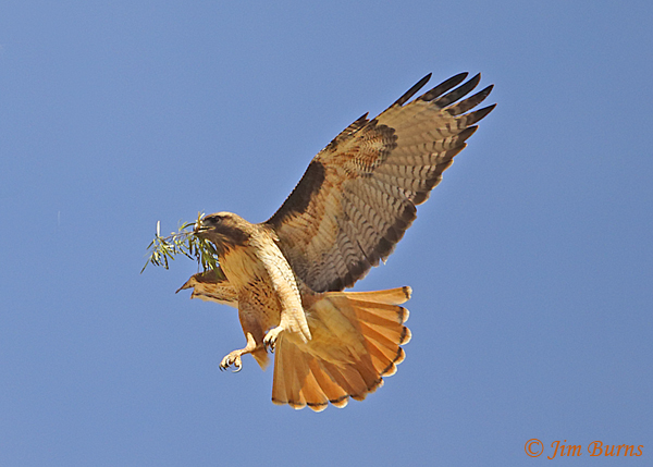 Red-tailed Hawk bringing nesting material--9463
