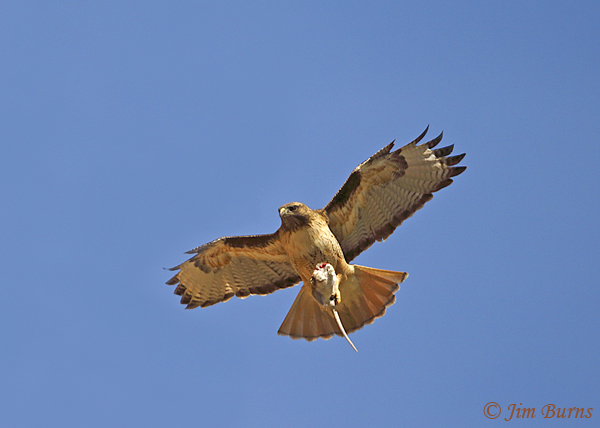 Red-tailed Hawk with Cotton Rat--9478
