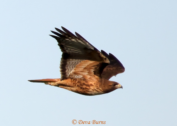 Red-tailed Hawk adult rufous morph in glide--0724