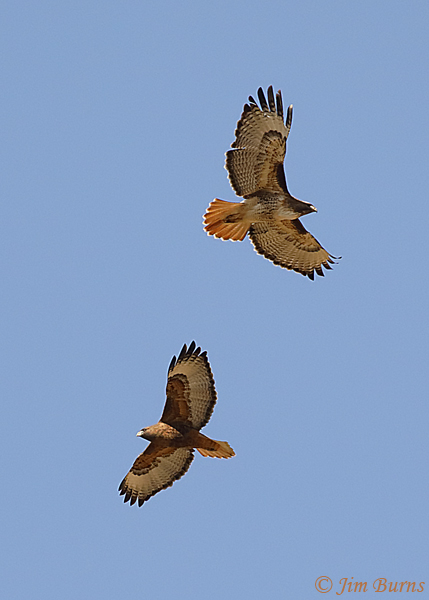 Red-tailed Hawks, light and rufous morphs climbing a thermal--1217