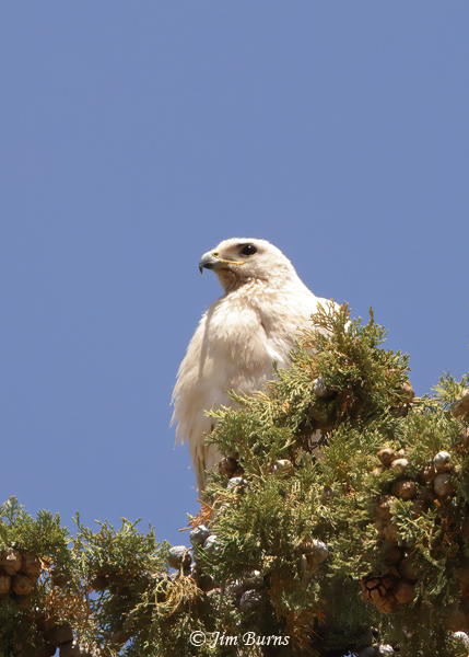 Red-tailed Hawk--Lucy on nest tree--3433