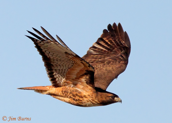Red-tailed Hawk adult rufous morph ventral wing--5215