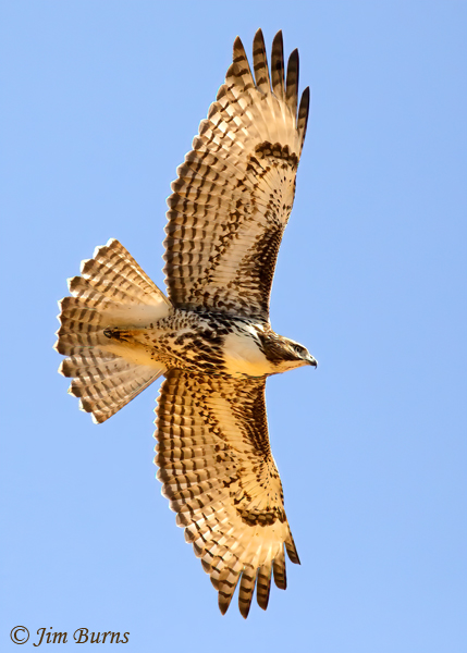 Red-tailed Hawk juvenile light morph western--9742