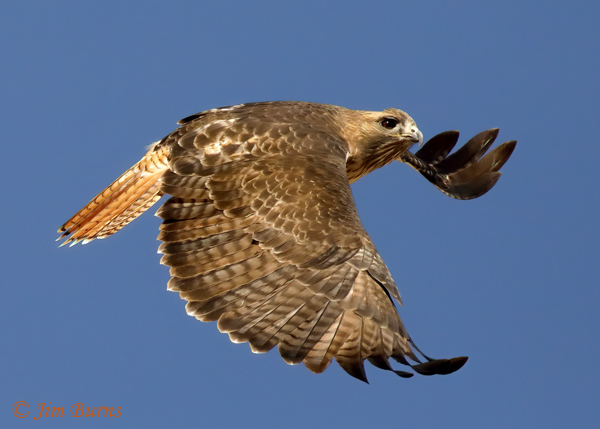 Red-tailed Hawk adult light morp western--9748