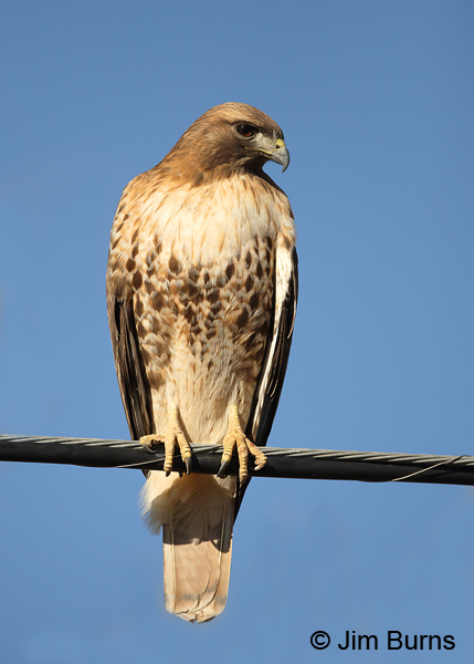 Red-tailed Hawk adult light morph western on wire