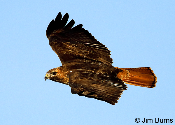 Red-tailed Hawk in flight, tail detail